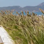 Clara Terra *
